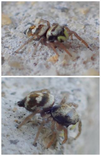 Heliophanus sp.